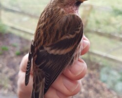 Lesser Redpoll (<I>Acanthus cabaret</I>)