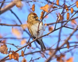 Lesser Redpoll (<I>Acanthus cabaret</I>)