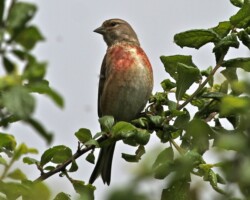 Linnet (<I>Linaria cannabina</I>)