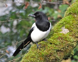 Eurasian magpie (<I>Pica pica</I>)