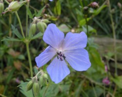 Meadow Cranesbill (<I>Geranium pratense</I>)