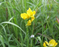 Meadow Vetchling (<I>Lathyrus pratensis</I>)