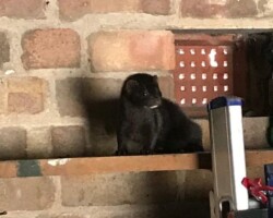 American Mink (<I>Neovision vision</I>)