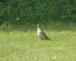 Mistle Thrush (<I>Turdus viscivorus</I>)