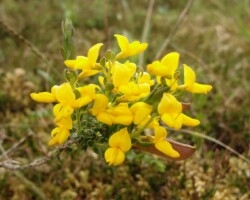 Petty Whin (<I>Genista anglica</I>)