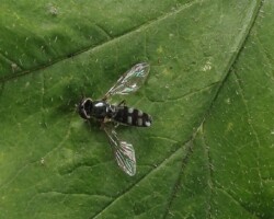 <I>Platycheirus albimanus</I>
