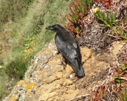 Raven (<I>Corvus corax</I>)