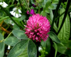 Red clover  (<i>Trifolium pratense</i>)