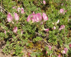 Restharrow (<i>Ononis repens</i>)