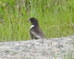 Ring ouzel (<i>Turdus torquatus</i>)