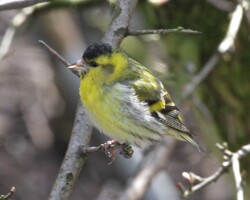 Siskin (<I>Spinus spinus</I>)