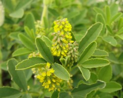 Small Meililot (<I>Melilotus indicus</I>)