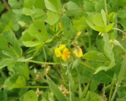Spotted medick (<I>Medicago arabica</I>)