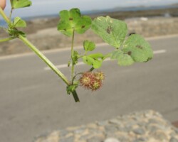 Spotted Medick (<I>Medicago arabica</I>)