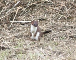 Stoat (<I>Mustela erminea</I>)