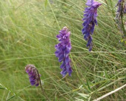 Tufted Vetch (<I>Vicia cracca</I>)