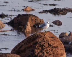 Yellow-legged Gull (<I>Larus michahellis</I>)