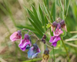 Bitter Vetch (<I>Lathyrus linnifolius</I>)