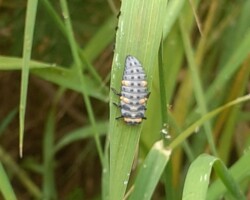 7-spot Ladybird Larvae (<i>Coccinella 7-punctata</i>)