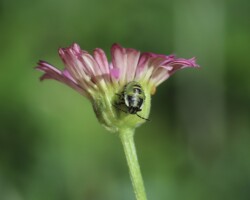 Green Shieldbug (<i>Palomena prasina</i>)
