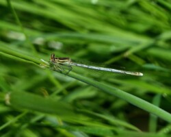 White-legged Damselfly (<i>Platycnemis pennipes</i>)