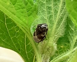Pied Shieldbug (<i>Tritomegas bicolor</i>)
