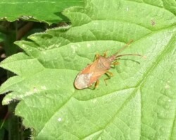 Box Bug (<i>Gonocerus acuteangulatus</i>)