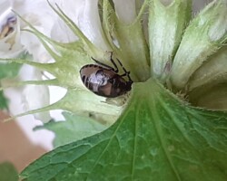 Pied Shieldbug (<i>Tritomegas bicolor</i>)