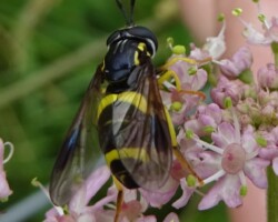 <i>Chrysotoxum bicinctum</i>