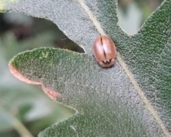 Larch Ladybird (<i>Aphidecta obliterata</i>)