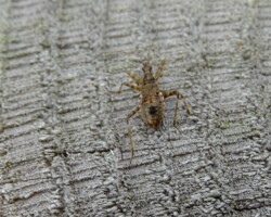 Tree Damselbug (<i>Himacerus apterus</i>)