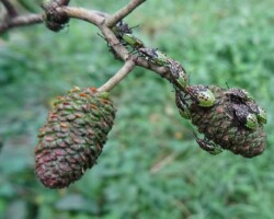 Parent bug (<i>Elasmucha grisea</i>)