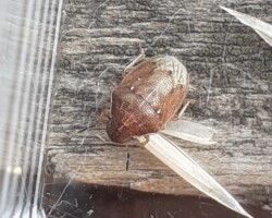 Small Grass shieldbug (<i>Neottiglossa pusilla</i>)