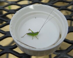 Conehead Nymph
(<I>Long-winged or Short-winged Conehead nymphs look identical</I>)