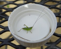 Conehead Nymph
(<I>Long-winged or Short-winged Conehead nymphs look identical</I>)