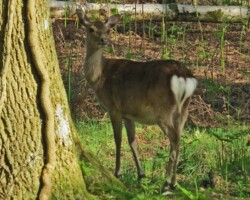 Sika Deer (<i>Cervus nippon</i>)