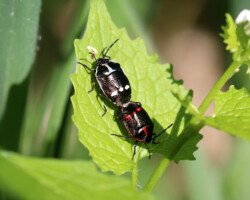 Brassica Shieldbug (Eurydema oleracea)