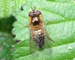 <i>Epistrophe elegans</i>