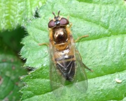 <i>Epistrophe elegans</i>