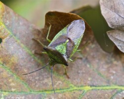 Hawthorn Shieldbug (<i>Acanthosoma haemorrhoidale</i>)