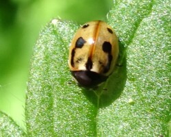 Hieroglyphic Ladybird (<i>Coccinella linnaeus</i>)