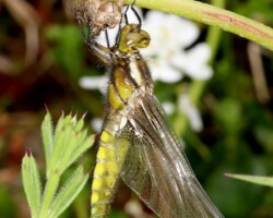 Broad-bodied Chaser (<i>Libellula depressa</i>)