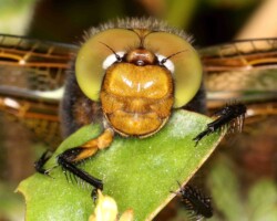 Broad-bodied Chaser (<i>Libellula depressa</i>)
