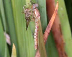 Large Red Damselfly (<i>Pyrrhosoma nymphula</i>)