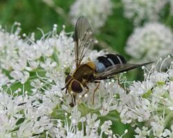 <i>Leucozona glaucia</i>