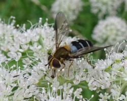<i>Leucozona glaucia</i>