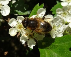 Tapered Drone Fly <i>Eristalis pertinax </i>