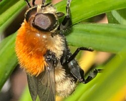 Narcissus bulb-fly (<i>Merodin equestris</i>)