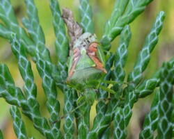 Juniper Shieldbug (<i>Cyphostethus tristriatus</i>)