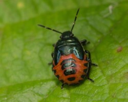 Blue Shieldbug (<i>Zicrona caerulea</i>)